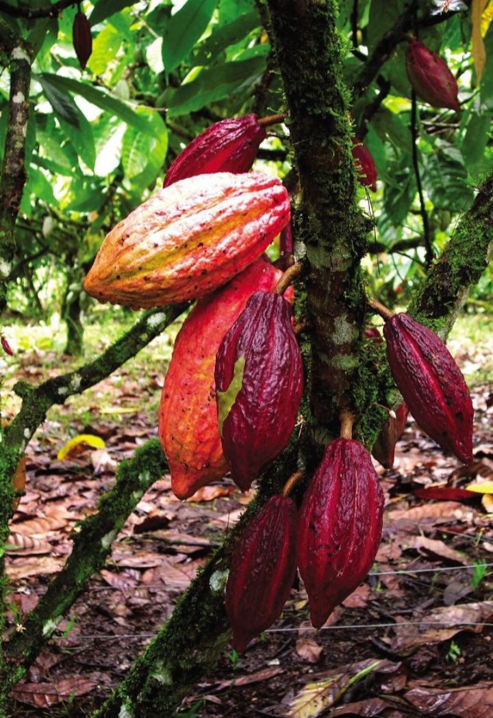 Cacao Supreme (Poudre de cacao )
