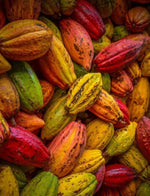 POUDRE DE CACAO 500g