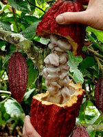 Cacao Supreme (Poudre de cacao )